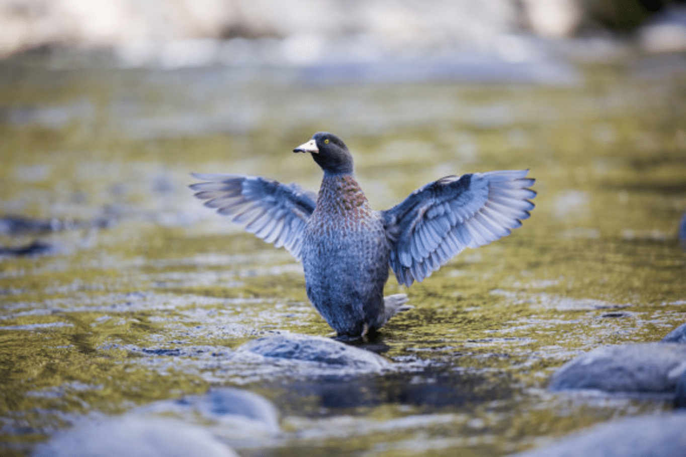 Why You Should Visit New Zealand to See the Oddball Blue Duck